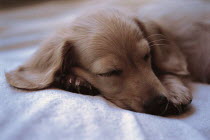 ic-05507 Miniature dachshund puppy sleeping.