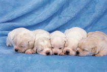ic-05508 Five puppies sleeping in line