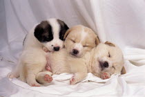 ic-05509 Three puppies sleeping curled up together.