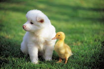 ic-05904 Puppy and Duckling.