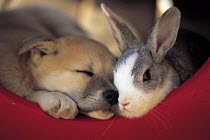 ic-05905 Puppy and Domestic rabbit lying nose to nose