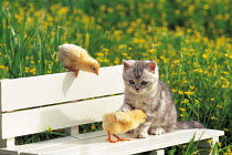 ic-05906 Kitten and Chicks on bench.