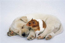 ic-05907 Sleeping puppy and Hamster.