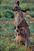Female Red kangaroo with joey in pouch {Macropus rufus} Sturt NP, New South Wales, Australia