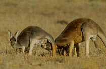 Red kangaroo {Macropus rufus} male testing to see if female is in oestrus, Sturt NP, New South Wales, Australia