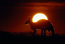 Female red kangaroo silhouetted at sunset {Macropus rufus} Sturt NP, NSW, Australia