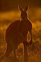 Male red kangaroo backlit in evening sun {Macropus rufus} Sturt NP, NSW, Australia