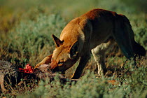 Dingo feeding on kangaroo {Canis dingo} Sturt NP, New South Wales, Australia