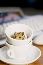 ic-06202 Golden hamster in teacup.