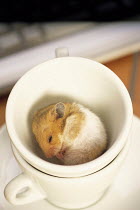 ic-06203 Golden hamster sleeping in teacup.