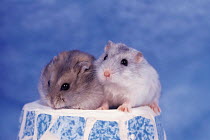 ic-06206 Two Hamsters.
