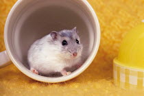 ic-06208 Hamster in cup.