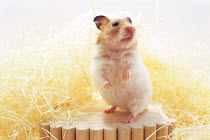 ic-06301 Golden hamster standing.