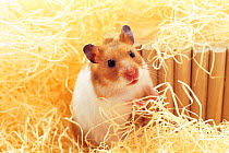 ic-06303 Golden hamster portrait.