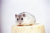 ic-06304 Hamster portrait.