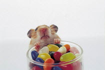 ic-06305 Golden hamster investigates jar of jelly beans.