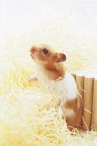 ic-06308 Golden hamster standing portrait.