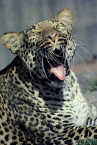 ic-06702 Leopard yawning {Panthera pardus}