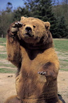 ic-06703 Brown bear making gesture with paw {Ursus arctos}