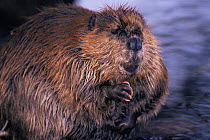 American beaver {Castor canadensis} Grand Teton NP, Wyoming, USA