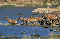 Herd of Topi {Damaliscus lunatus} crossing Mara River, Masai Mara Game Reserve, Kenya, East Africa