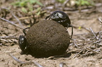 Egyptian dung beetles on dung ball (Kheper aegyptiorum) Serengeti NP, Tanzania