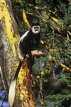 Black and white colobus monkey {Colobus guereza} sitting in tree, Lake Naivasha, Kenya East Africa
