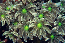 Tree fern or Palm coral {Clavularia sp} Papua New Guinea