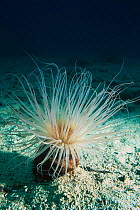 Tube anemone feeding {Cereanthus sp} Vava'u, Tonga, W Pacific