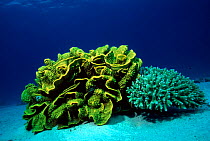 Stony coral {Acropora sp} + Yellow plate coral {Turbinaria sp} Red Sea