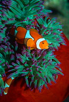 Clown anemonefish {Amphiprion percula} in anemone, Papua New Guinea