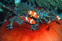 False clown anemonefish {Amphiprion ocellaris} in anemone, Borneo, Indonesia