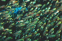 Shoal of Glassy sweepers {Parapriacanthus guentheri} Red Sea, showing light organs associated with gut.