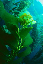 Giant kelp {Macrocystis pyrifera} showing gas filled pneumatocysts which keep it floating near surface. California, USA