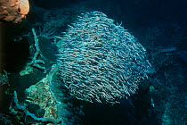 Shoal of juvenile False catfish {Pholidichthyus leucotaenia} Bunaken, Sulawesi, Indonesia. Mimic catfish which has poisonous spine