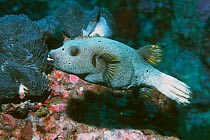 Black spotted puffer fish {Arothron nigropunctatus} toxic Andaman sea, Thailand