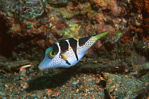 Valentines sharpnose pufferfish {Canthigaster valentini} toxic. Papua New Guinea