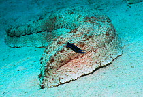 Sea cucumber {Thelenota anax} + sea slug{Chelidonura varians} Borneo, Indonesia
