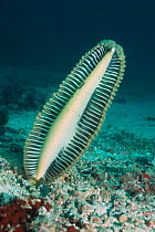 Sea pen {Pteroeides sp} Sangalaki, Indonesia