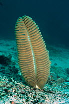 Sea pen {Pteroeides sp} Sangalaki, Indonesia