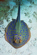Blue spotted ribbontail ray from above {Taeniura lymna} Red Sea