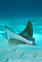 Spotted eagle ray {Aetobatus narinari} searches for food buried in sand. Red Sea