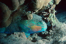 Bullethead parrotfish sleeping in cocoon of mucus at night {Scarus sordidus} coral reef, Red Sea