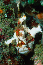 Warty frogfish / Clown anglerfish {Antennarius maculatus} Moluccas, Indonesia. Indo Pacific
