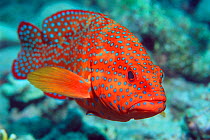 Coral hind fish portrait {Cephalopholis miniata} Red Sea