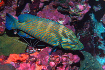 Bluelined hind {Cephalopholis formosa} Andaman sea, Thailand