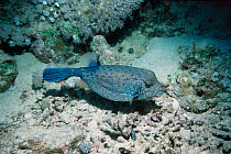 Cube trunkfish / boxfish male {Ostracion cubicus} Red Sea