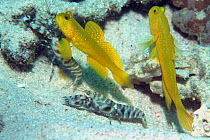 Banded prawn goby fish pair {Cryptocentrus cinctus} with alpeid shrimps, Borneo. Gobies live in burrow with blind prawn. Prawns maintain the burrow while Gobies act as lookout.