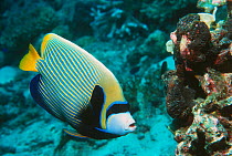 Emperor angelfish {Pomacanthus imperator} Andaman sea, Thailand