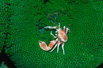 Porcelain crab {Neopetrolisthes maculatus} on sea anemone. Milne Bay, Papua New Guinea